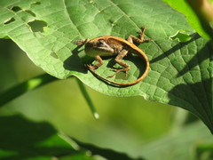 Anolis laeviventris