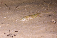 Stenodactylus doriae