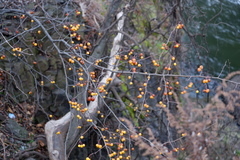 Malus
