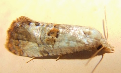 Cochylichroa arthuri