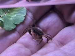 Rhithropanopeus harrisii