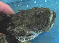 Myoxocephalus polyacanthocephalus