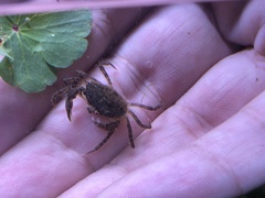 Rhithropanopeus harrisii