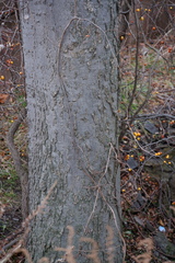 Celtis occidentalis