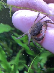 Rhithropanopeus harrisii