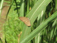 Cyllopsis pephredo