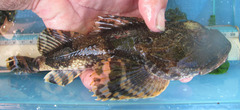 Myoxocephalus polyacanthocephalus