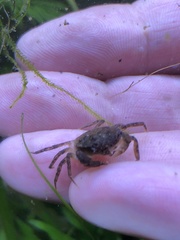 Rhithropanopeus harrisii