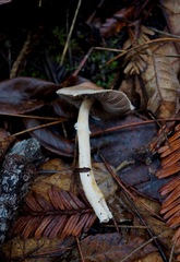 Agaricus diminutivus