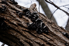 Fungi
