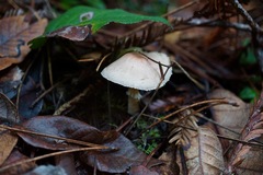 Agaricus diminutivus