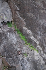 Stellaria