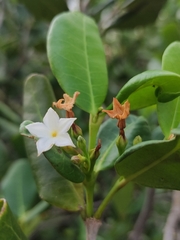 Mascarenhasia