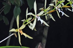 Miltonia flavescens