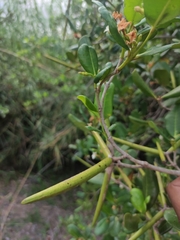 Mascarenhasia