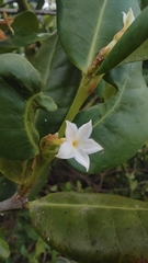 Mascarenhasia
