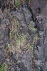 Poaceae