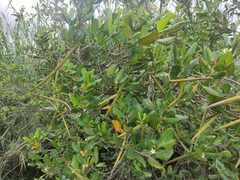 Mascarenhasia