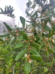 Mascarenhasia