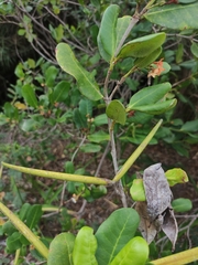 Mascarenhasia