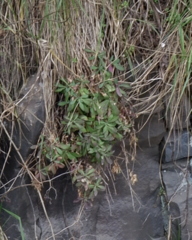 Caryophyllaceae