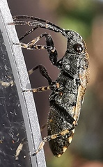 Heterogaster affinis