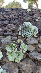 Aeonium aureum