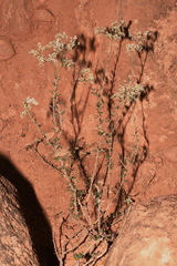 Eriogonum microtheca simpsonii