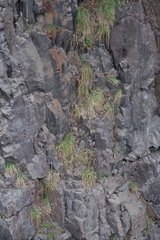 Caryophyllaceae