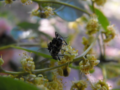 Pleiogynium timoriense