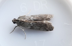 Oreana unicolorella