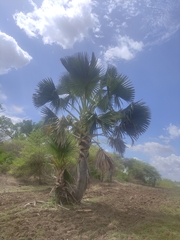 Borassus madagascariensis