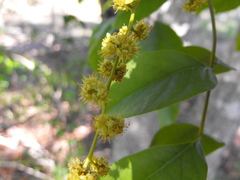 Pleiogynium timoriense