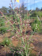 Eragrostis gummiflua