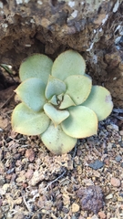 Aeonium valverdense