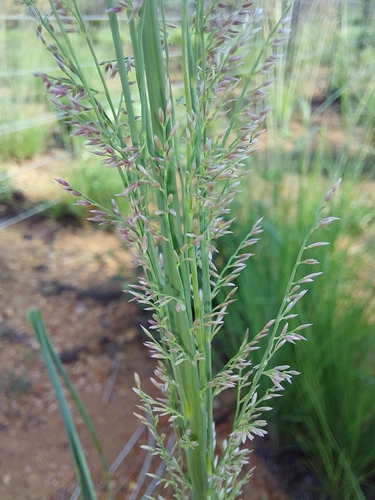 Image of Gum grass by (c) Manuel R Popp, some rights reserved (CC BY)