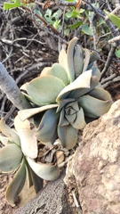 Aeonium valverdense