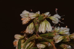 Eriogonum microtheca simpsonii