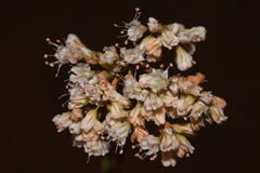 Eriogonum microtheca simpsonii