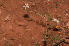 Eriogonum microtheca simpsonii