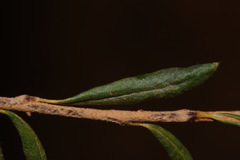 Eriogonum microtheca simpsonii