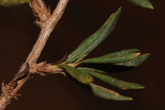 Eriogonum microtheca simpsonii