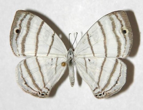 Leucochimona