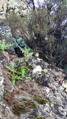 Erithacus rubecula rubecula