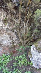 Erithacus rubecula rubecula