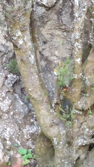 Erithacus rubecula rubecula