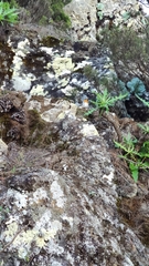 Erithacus rubecula rubecula