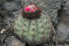 Melocactus curvispinus