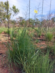 Eragrostis gummiflua