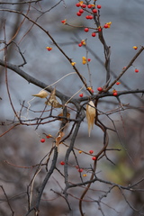 Celastrus orbiculatus